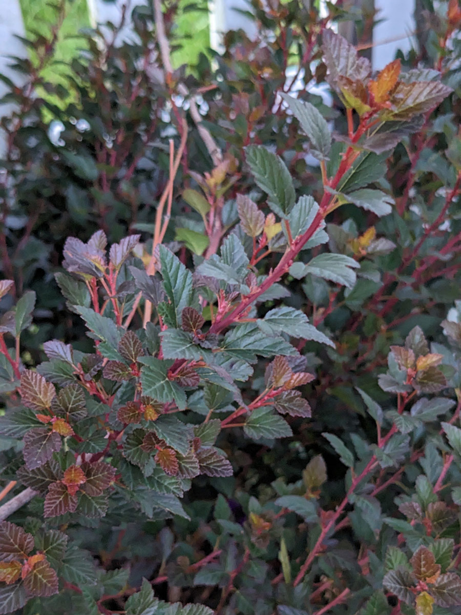 close up of shrub with multicolored dark foliage