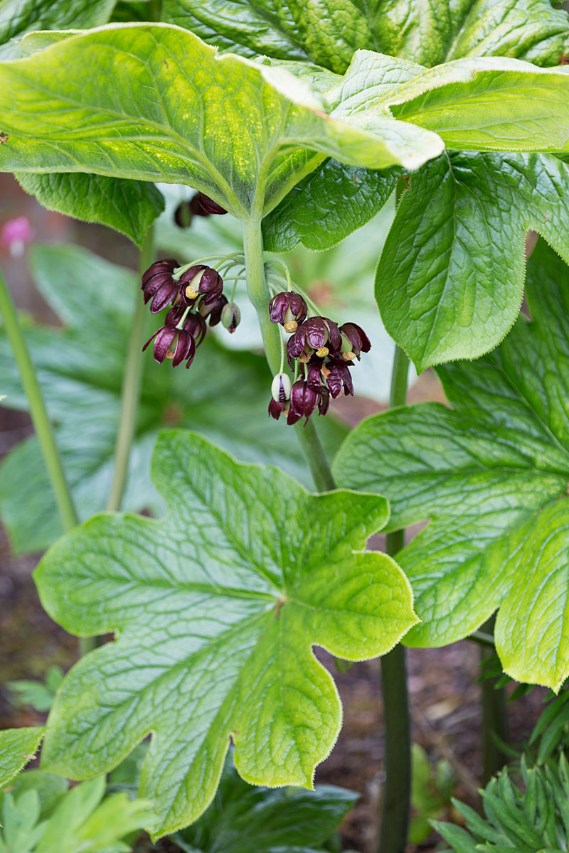 Northern Chinese mayapple