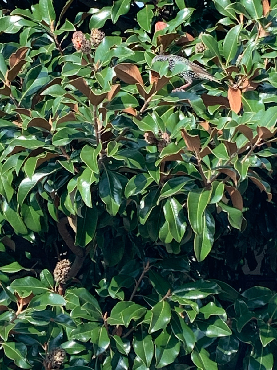 ‘Bracken’s Brown Beauty’ Southern magnolia