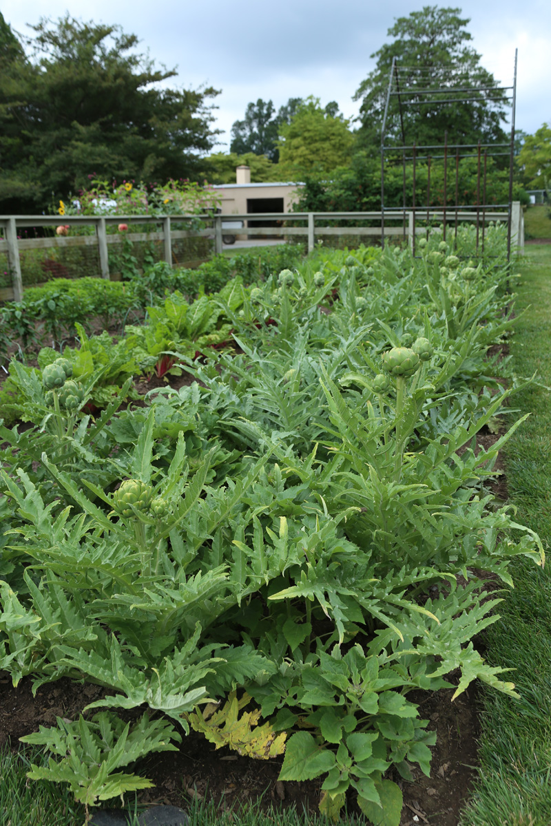 Globe artichoke