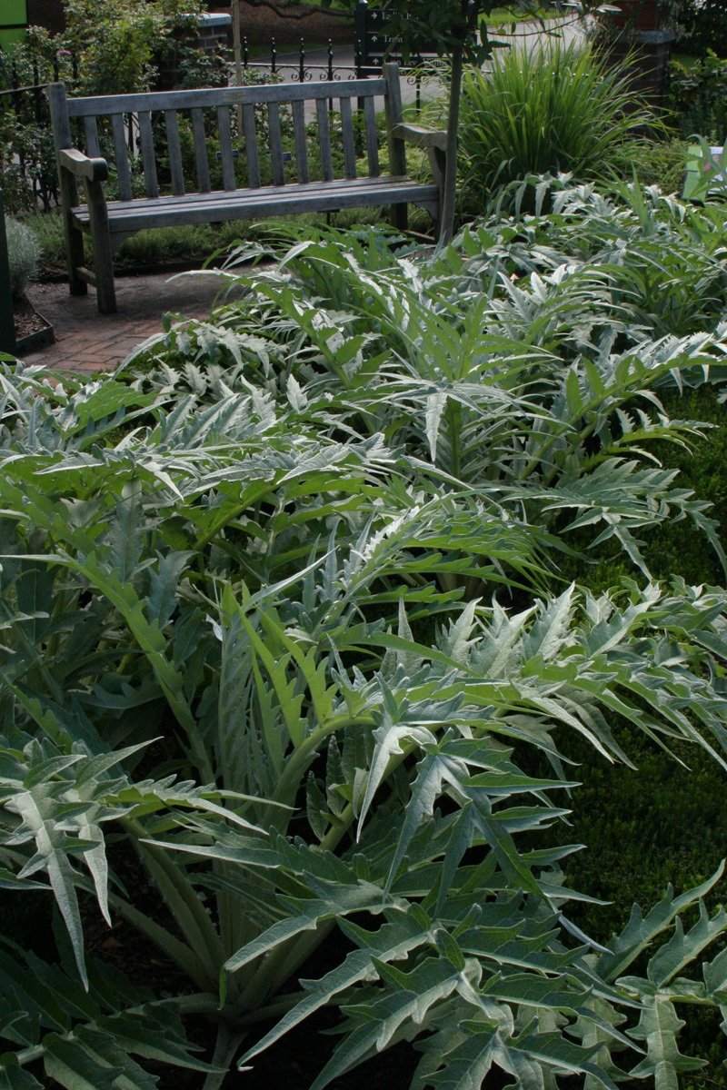 Cardoon