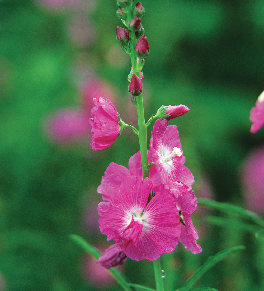 Dwarf Rose Checkermallow