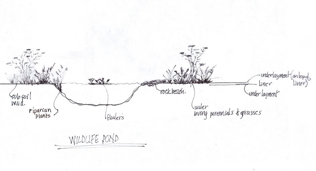 sketch of wildlife pond elements