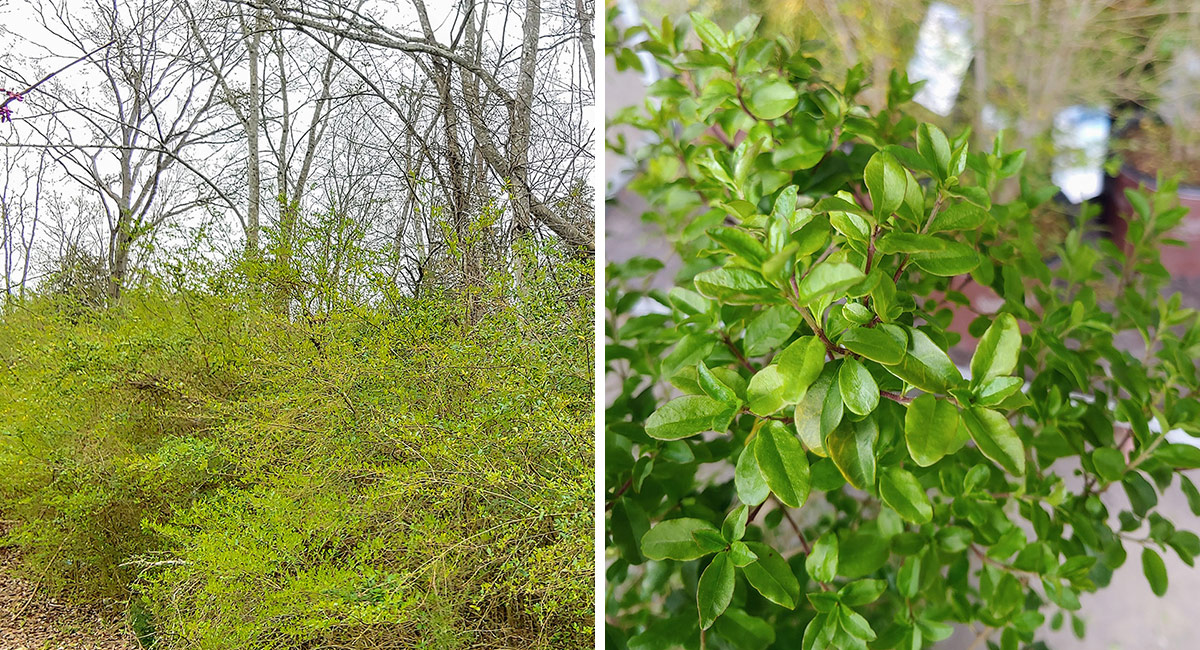 close up and wide view of invasive shrub