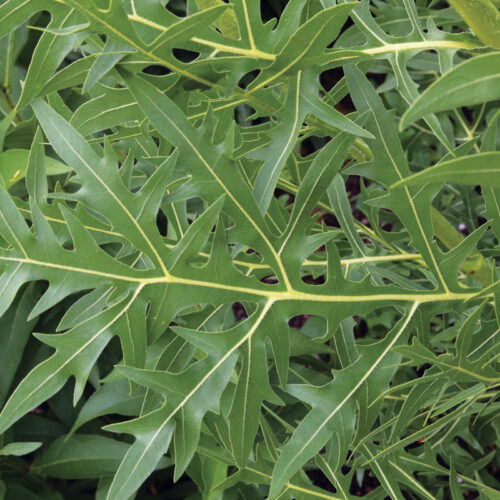 Large, deeply lobed leaves of compass plant