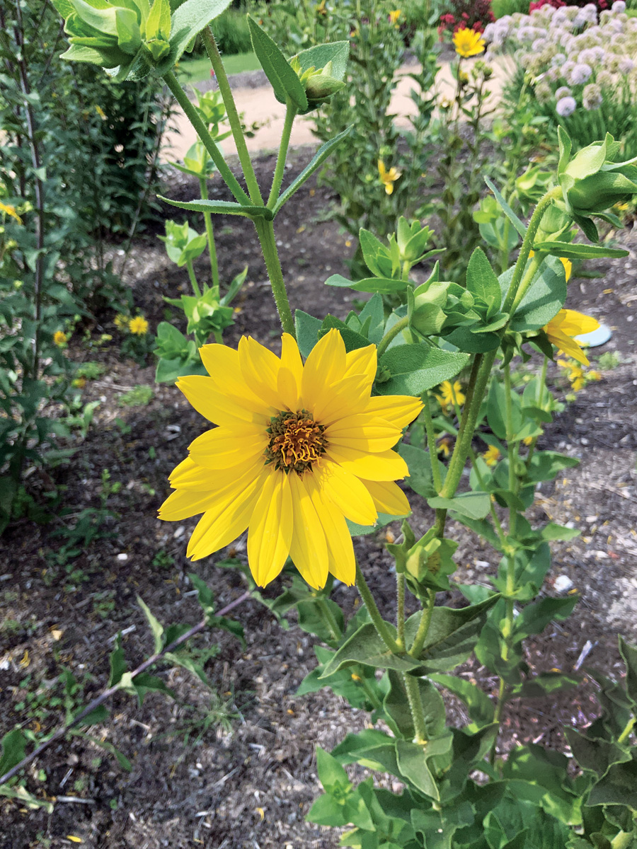 roughstem rosinweed flower