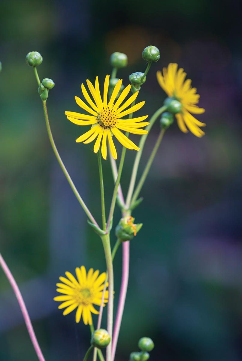 starry rosinweed