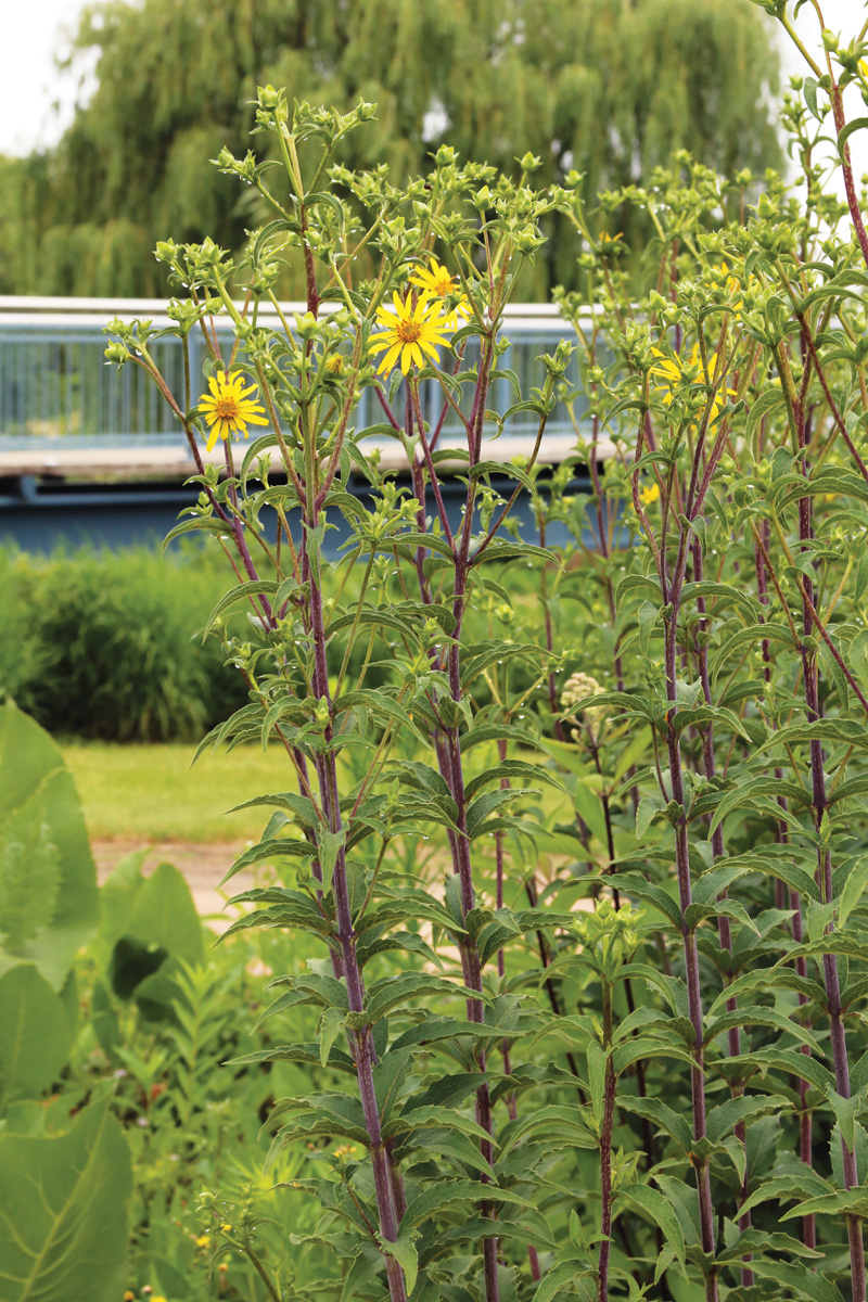 whorled rosinweed plants