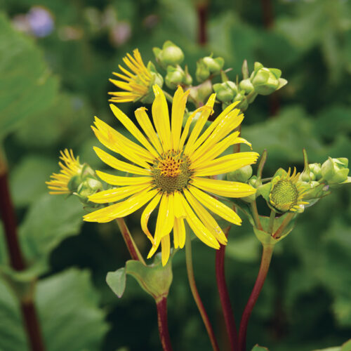 3 to 4 inch flowers of 'Holy Grail' cup plant