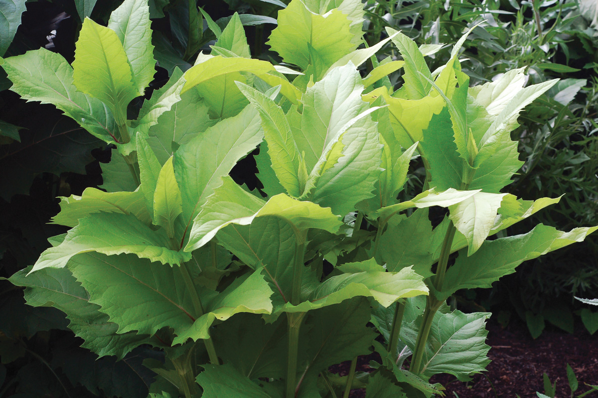 "holy grail" cup plant leaves