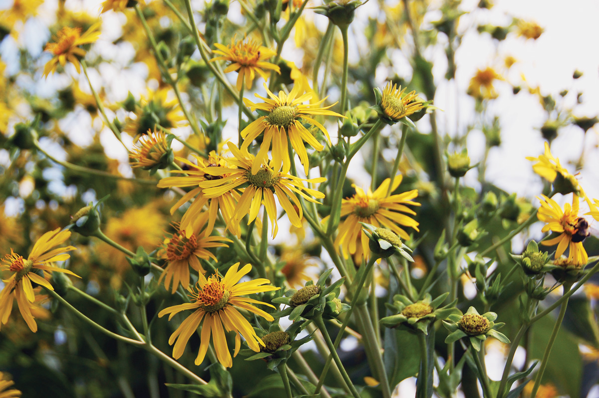 profuse blooms of rosinweed