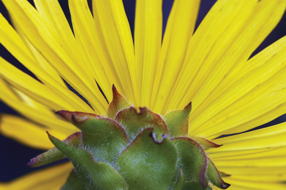 phyllaris of rosinweed bloom