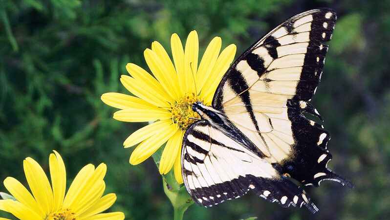 butterfly enjoying rosinweed buffet
