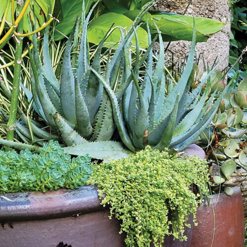 Courtesy of Derrik Gagliardi