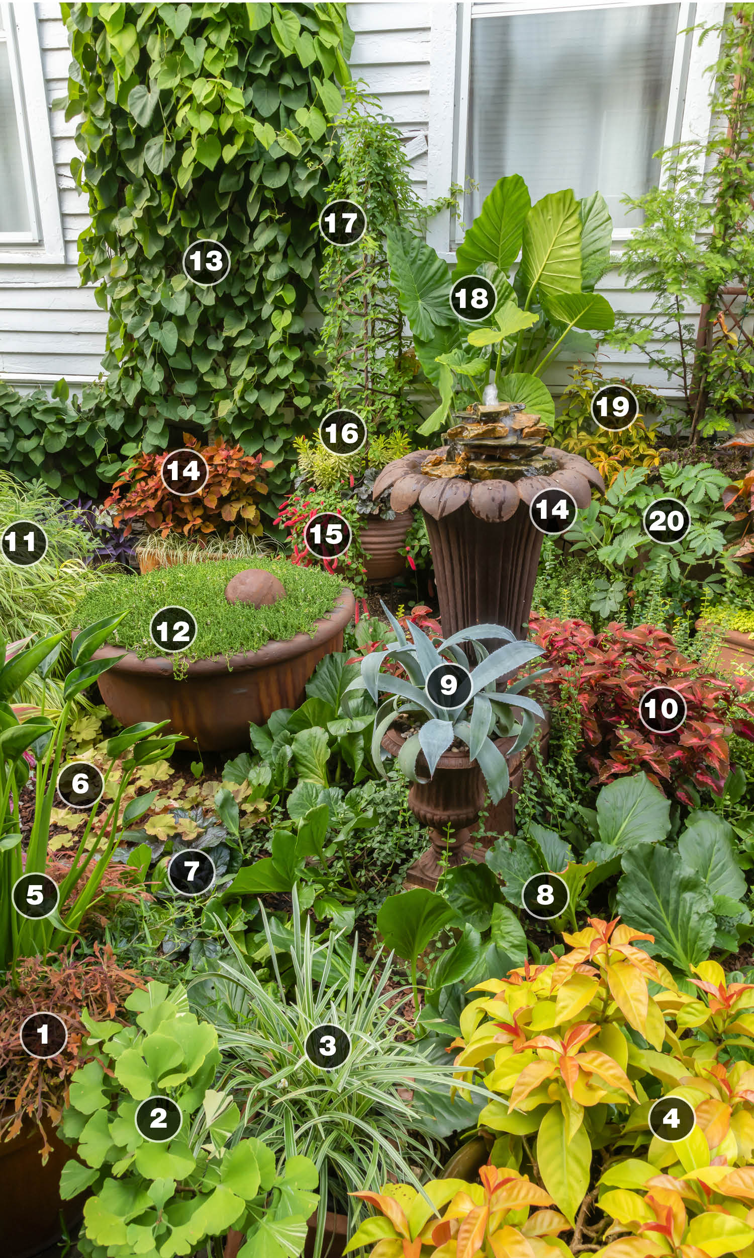 container display planting plan with tropical plants