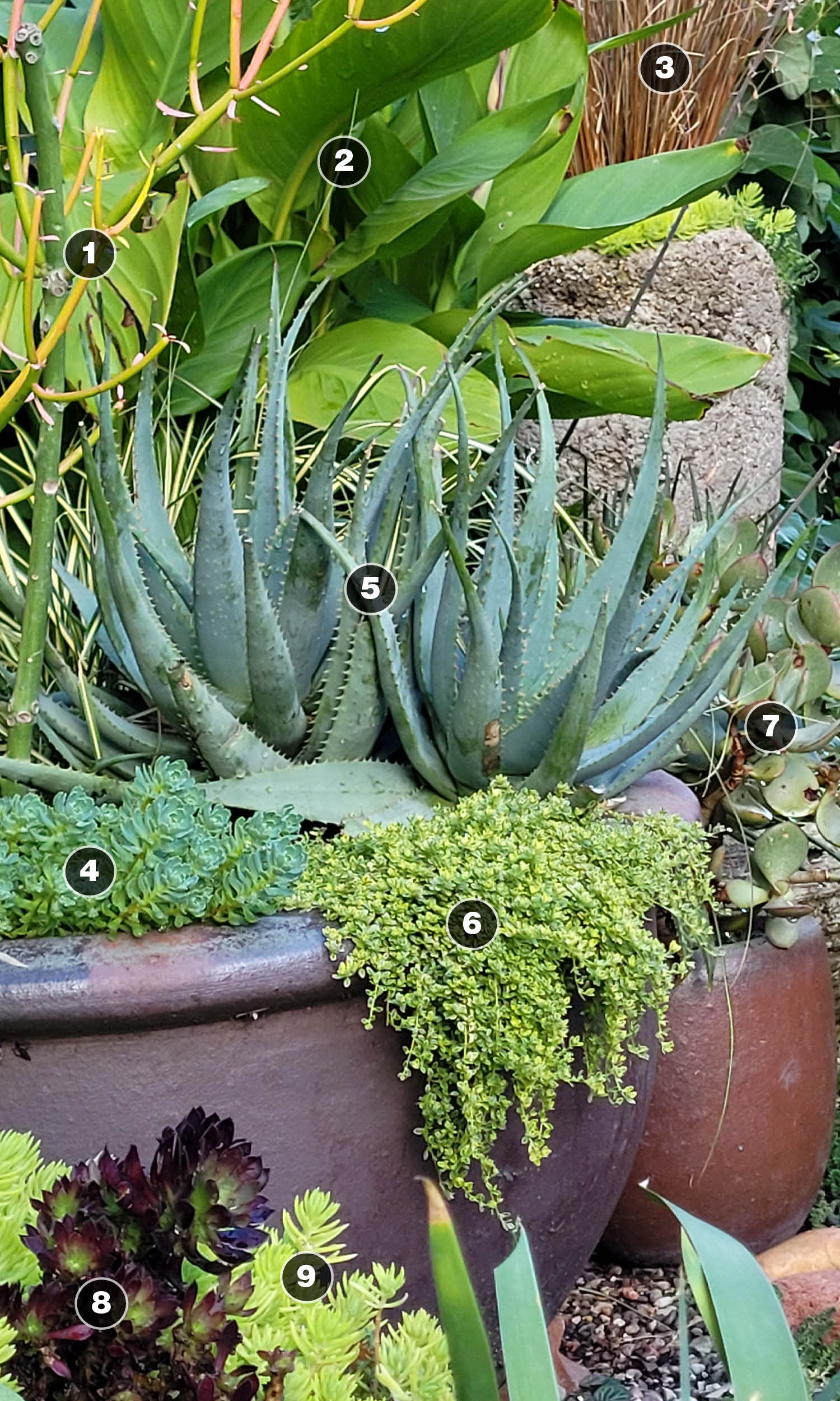 tropical plants and succulent container plantings planting plan for big impact