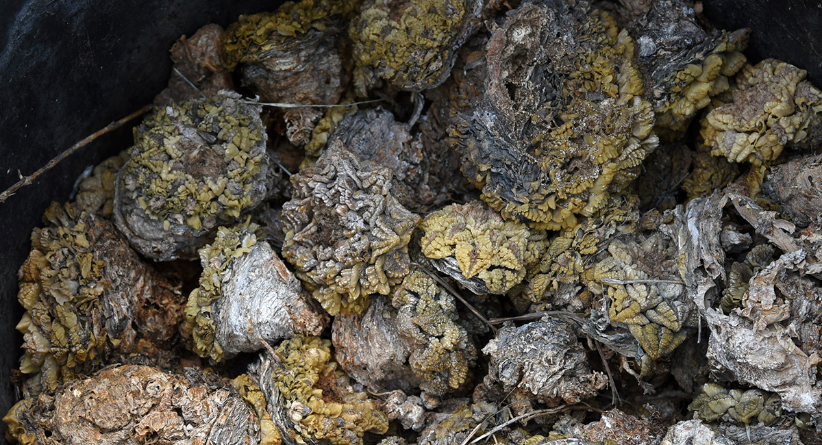 small dead and decaying succulents in a bag