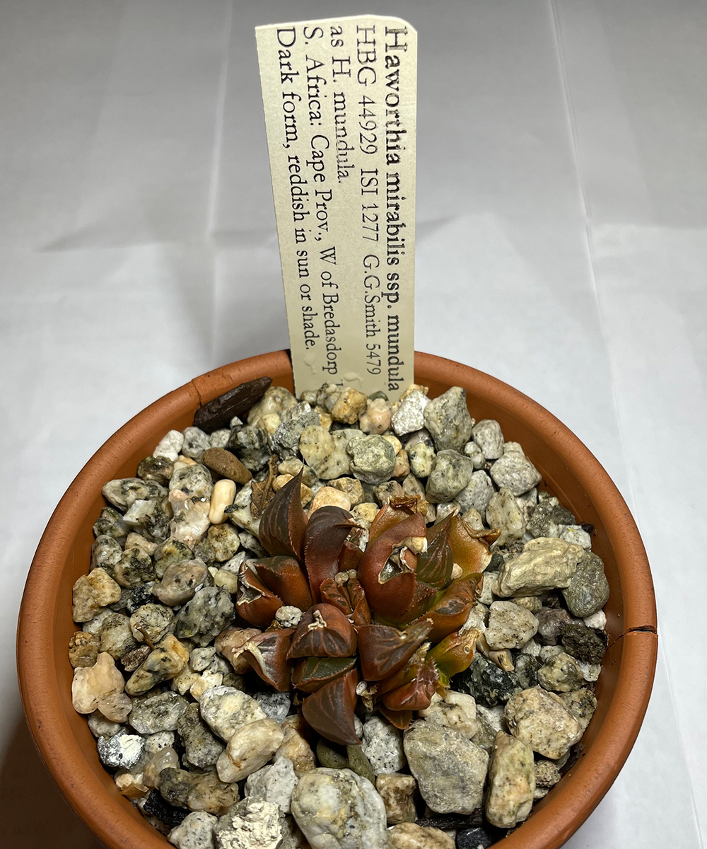 small succulent in pot with information label