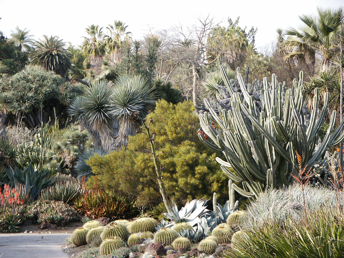 desert garden with large cacti and succulents