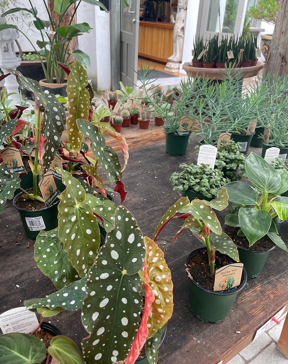 houseplants for sale on a table