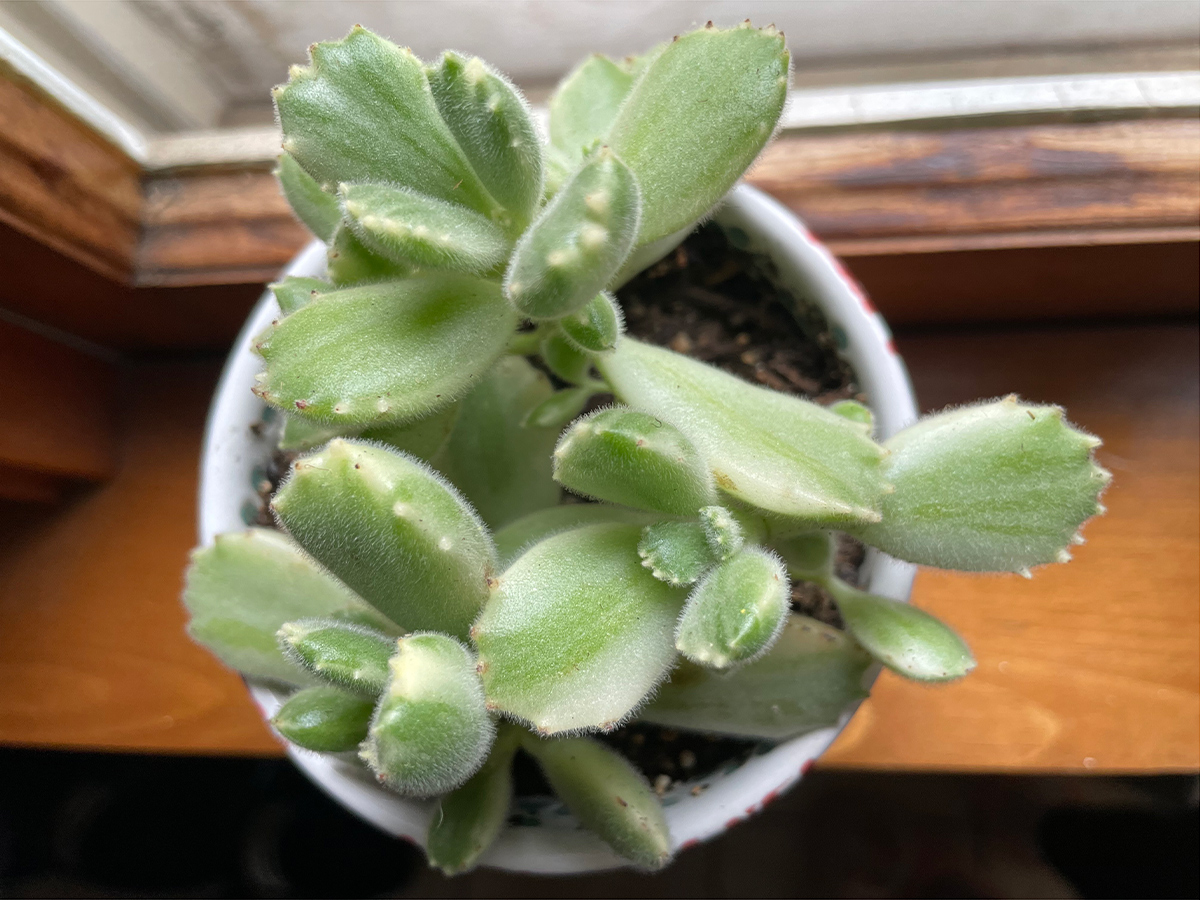 variegated succulent with fuzzy leaves