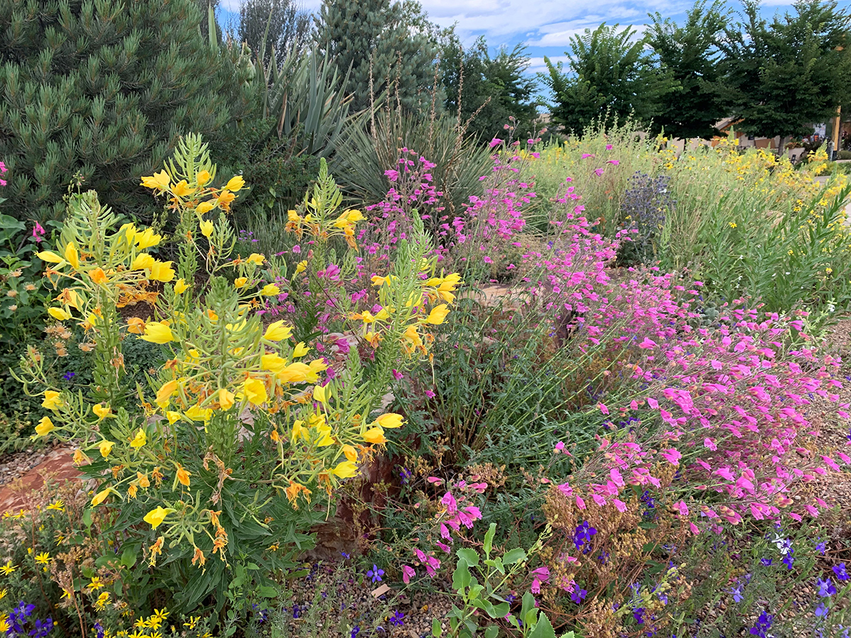 Richardsons penstemon