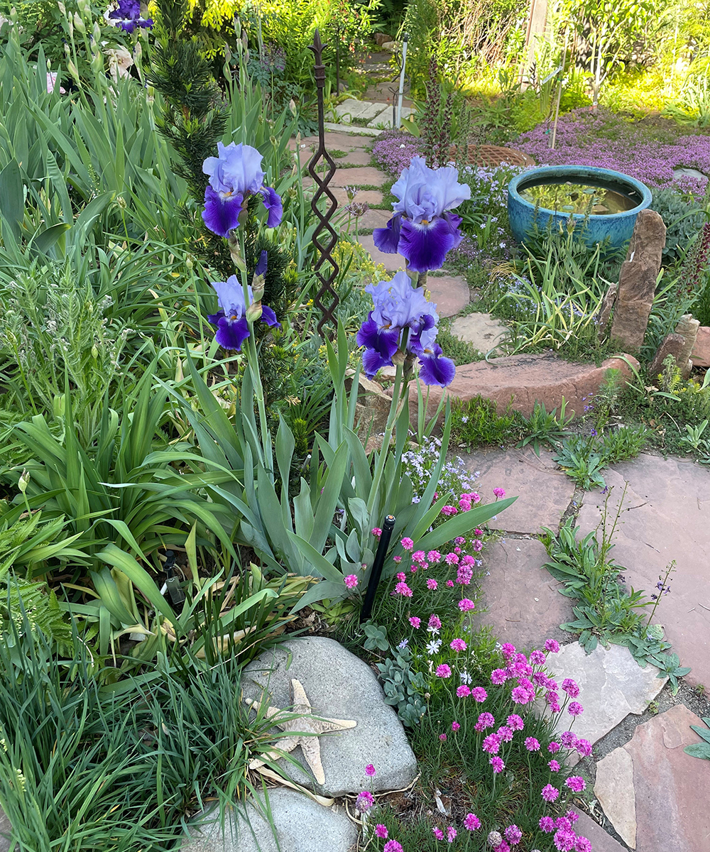 two-toned purple irises at the edge of a path