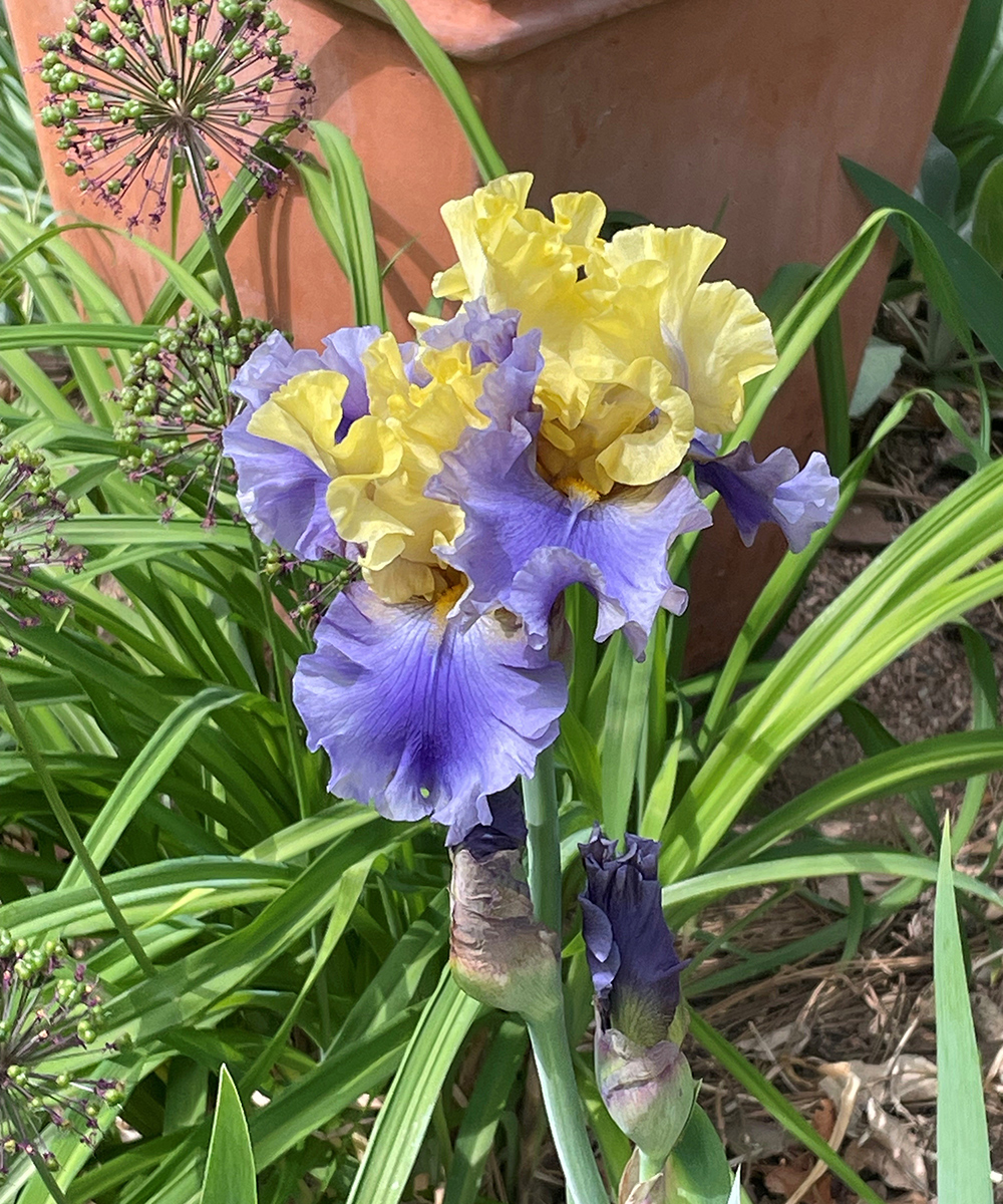 close up of light yellow and purple irises