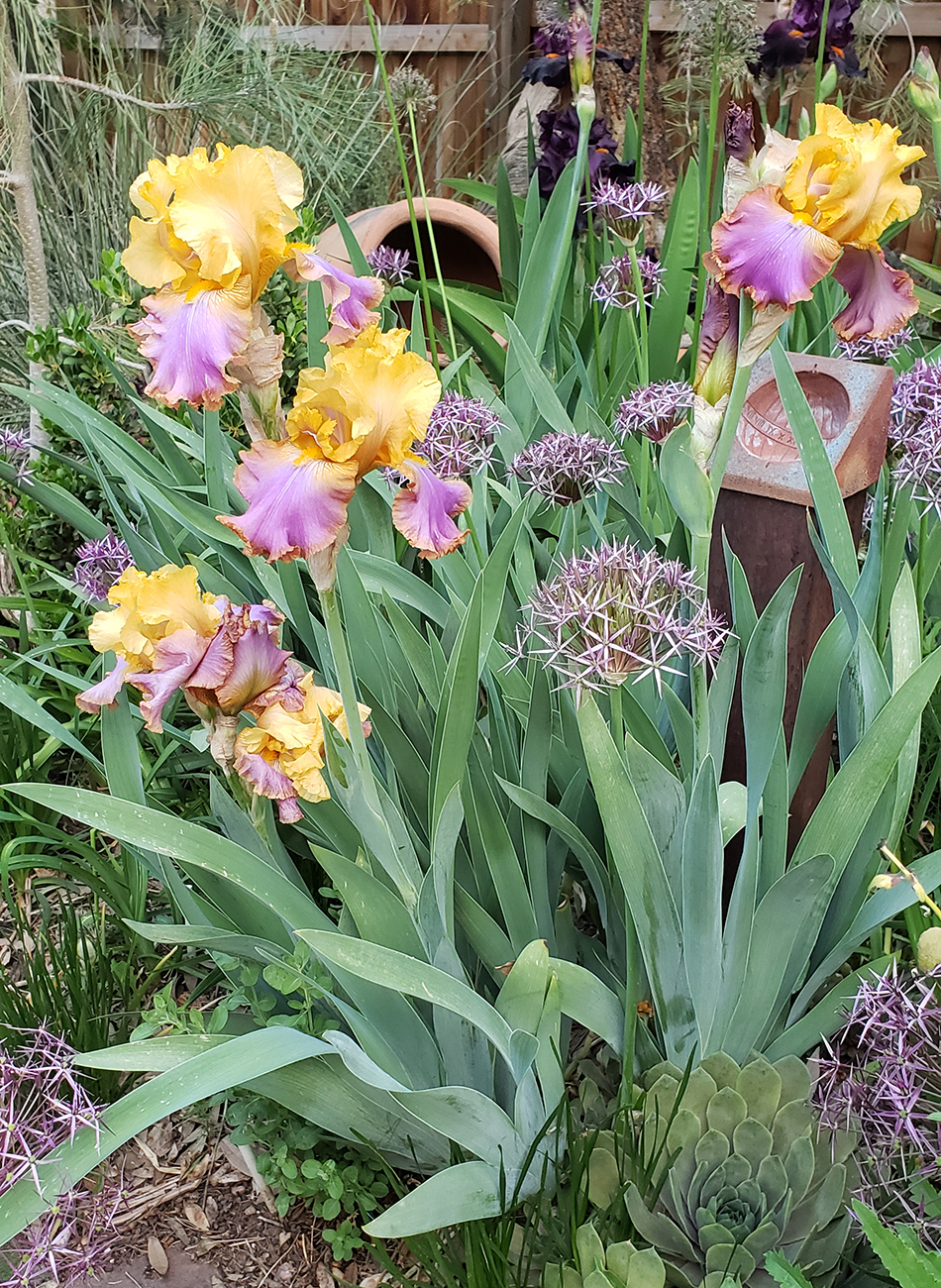 gold and pink irises with allium