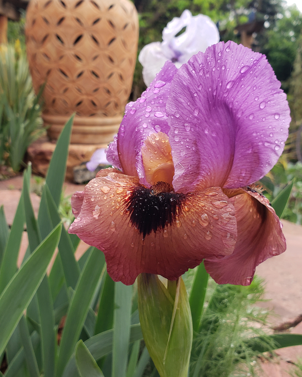 close up of light purple and burgundy iris bloom