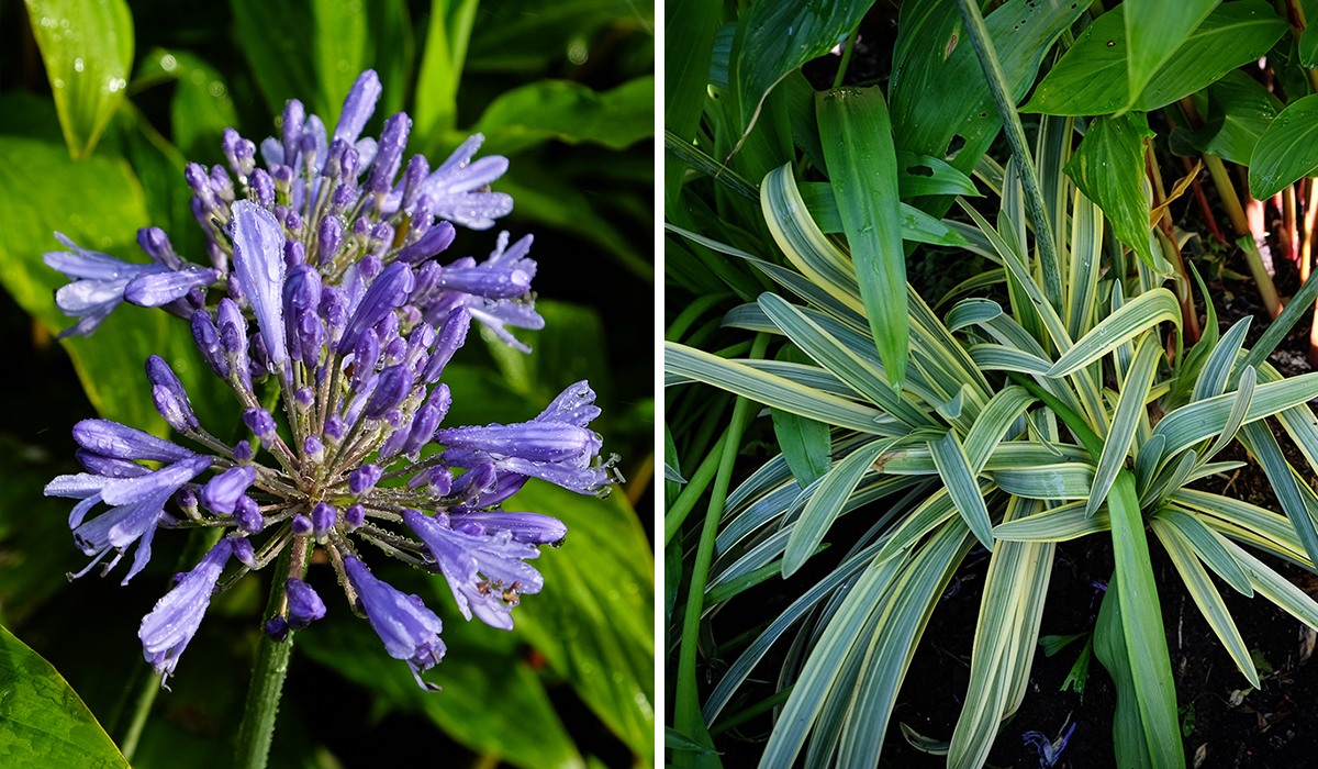 close up of summer skies agapanthus flower and foliage