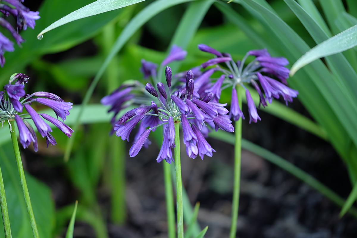 bright purple drooping agapanthus bloom