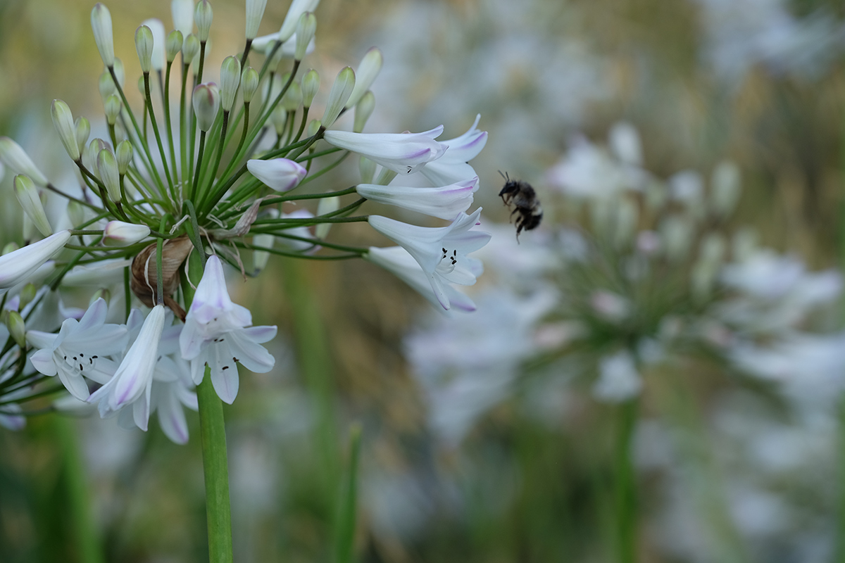 white agapanthus with subtle patches of purple