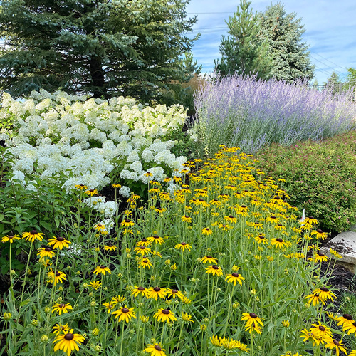 perennials for clay soil