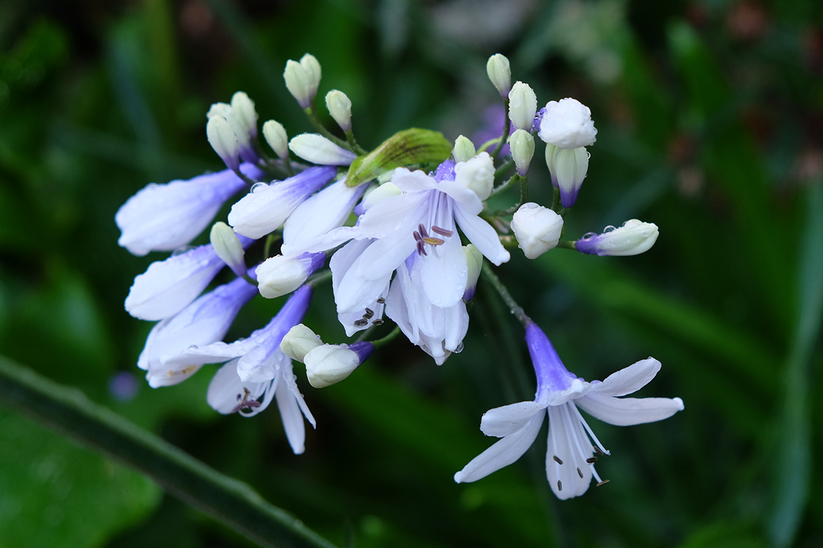 close up of white and purple agapanthus