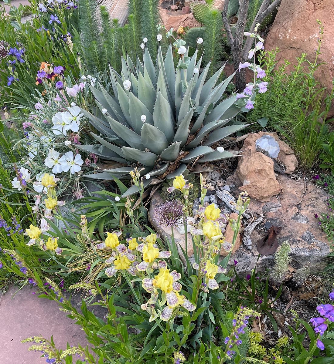miniature irises planted around a blue succulent