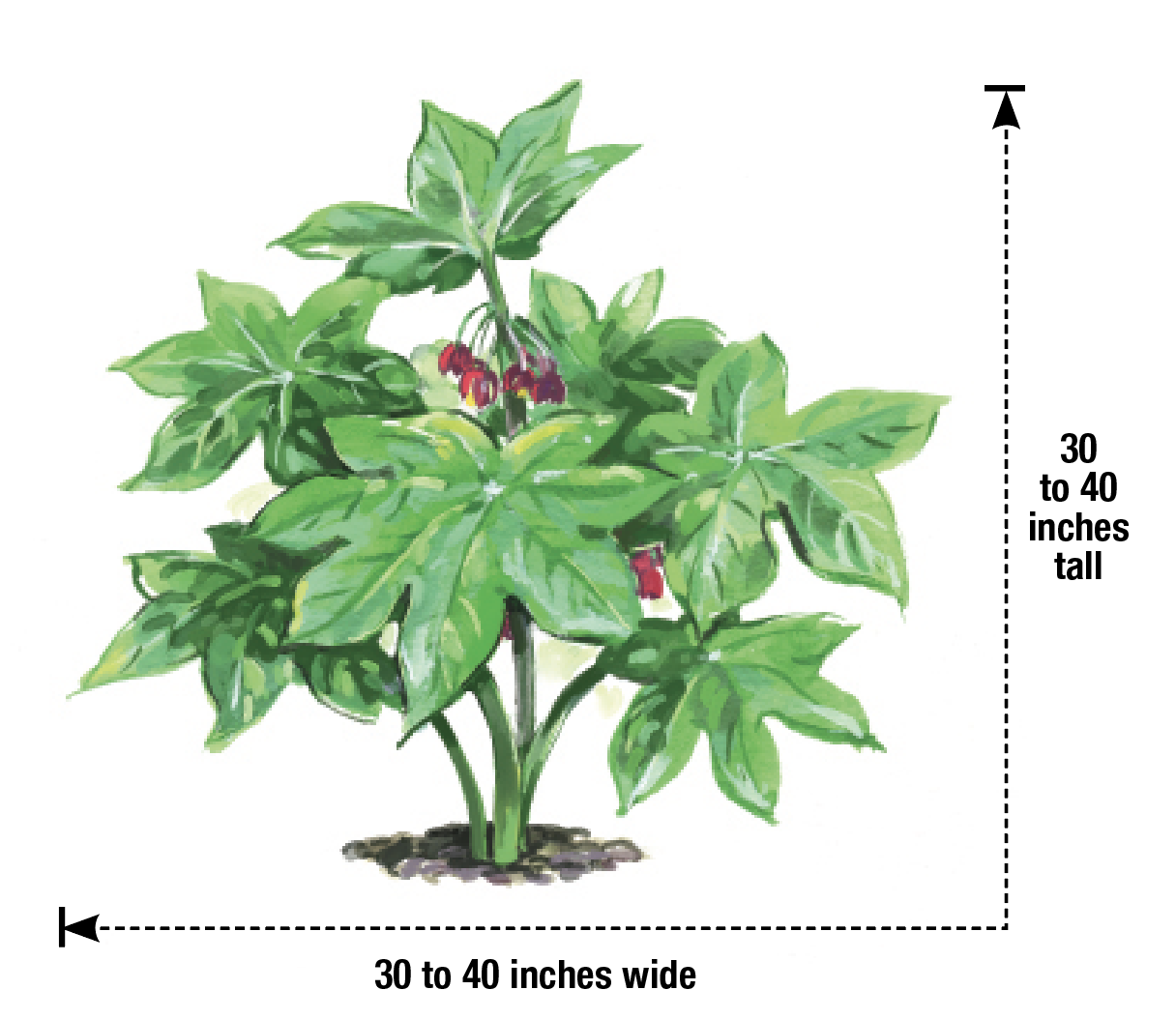 illustration of northern chinese mayapple with approximate dimensions
