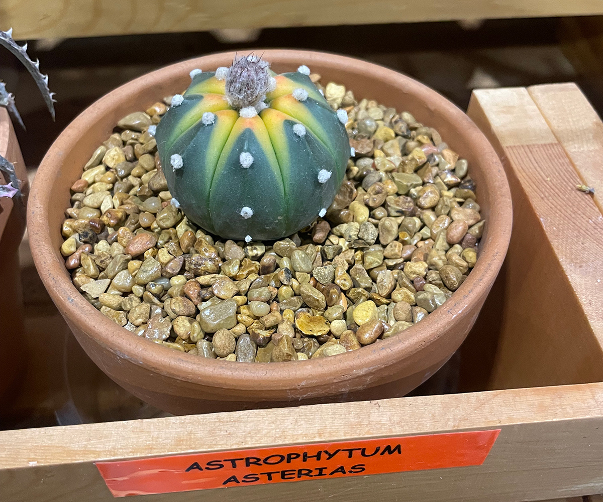 small potted succulent with yellow stripes