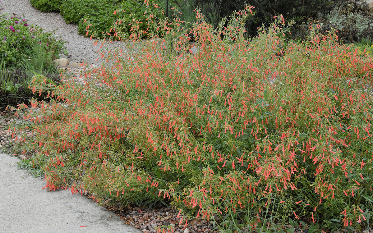 Bridges penstemon