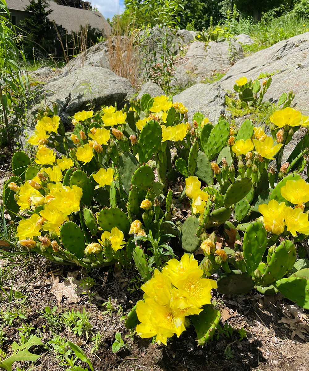 Eastern prickly pear