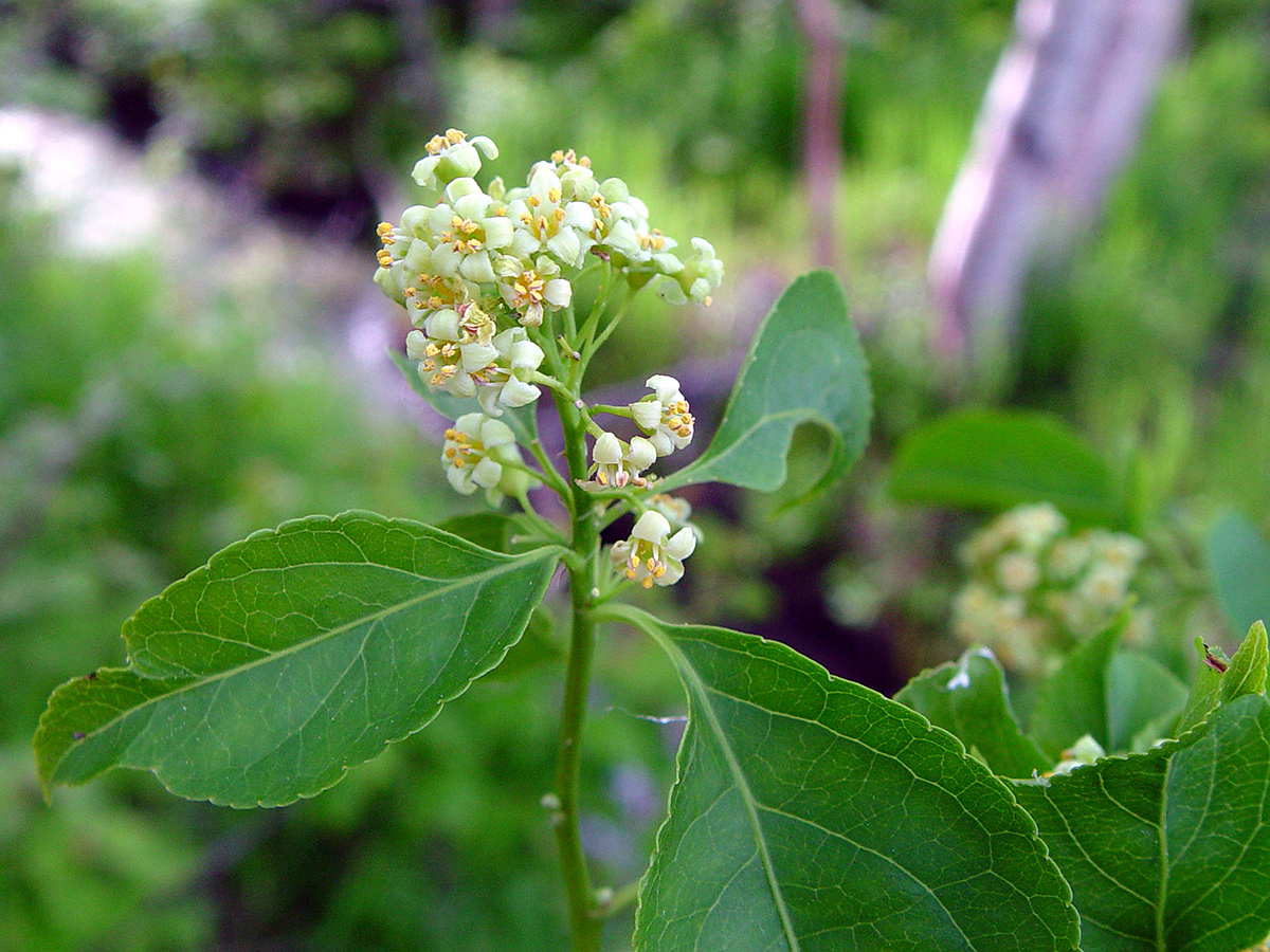 American bittersweet flowers