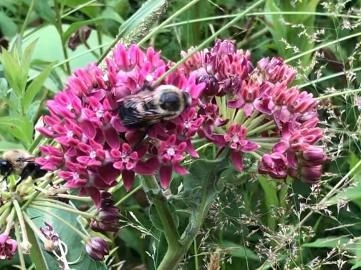 purple milkweed