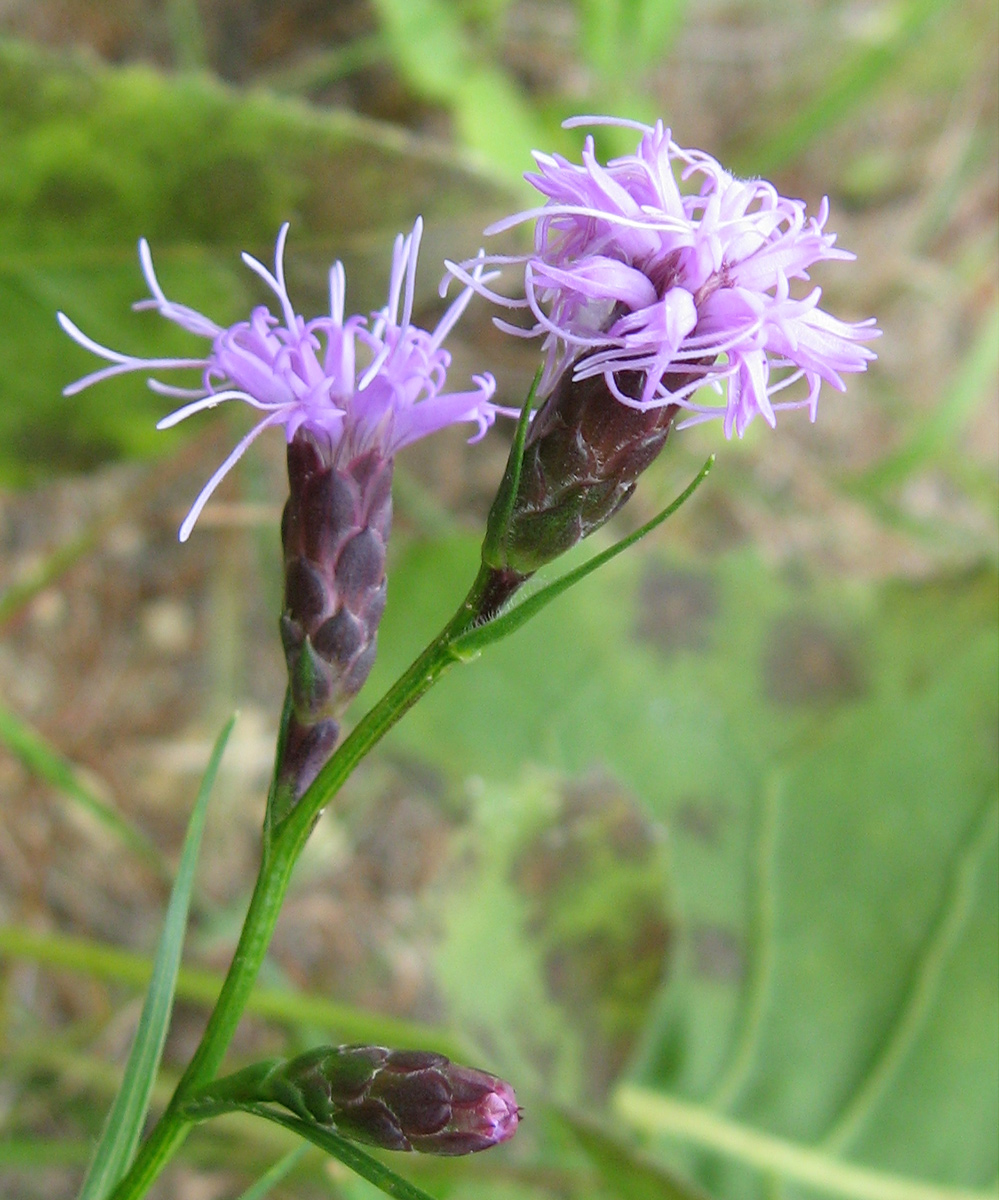 slender blazing star