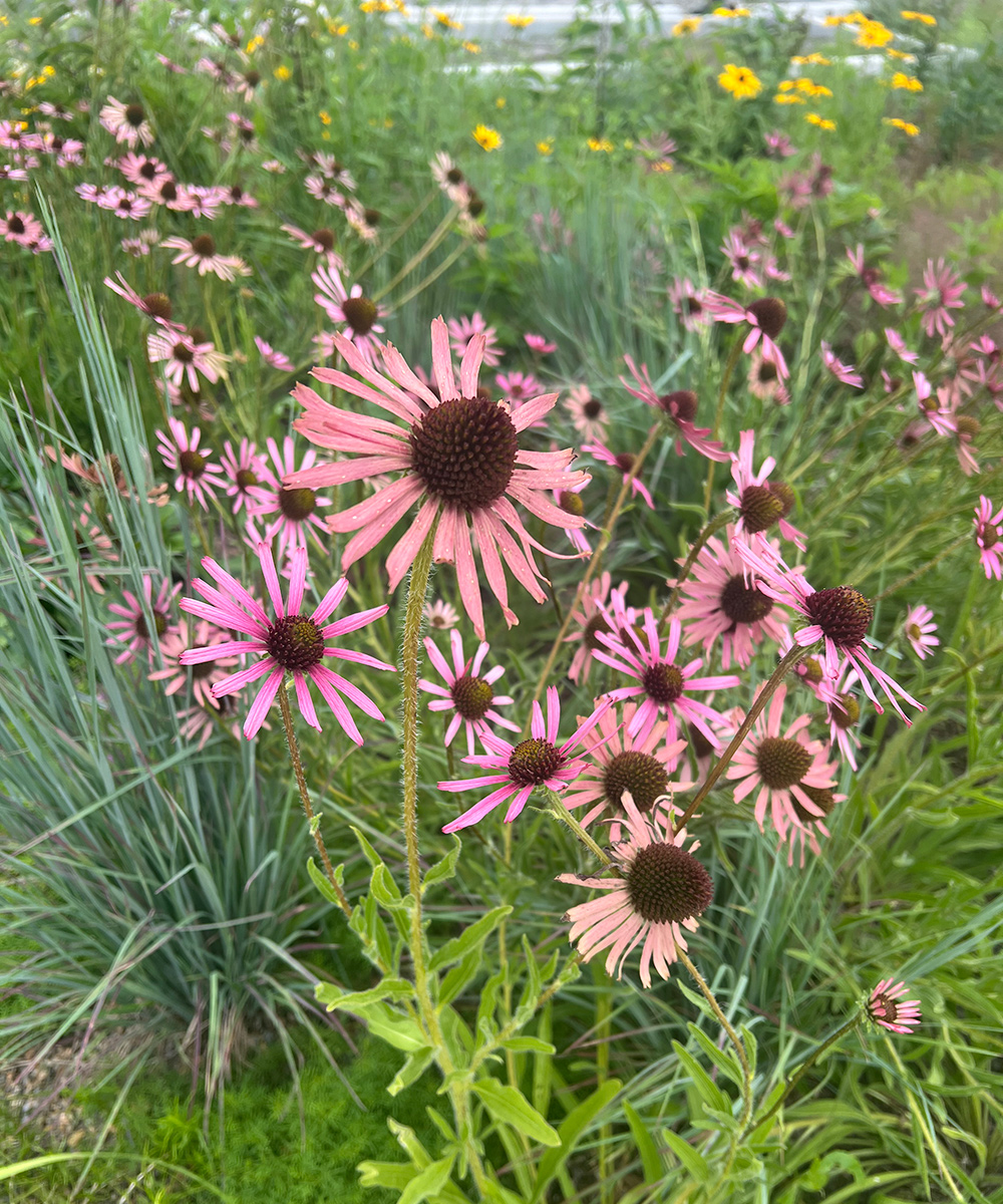 Tennessee coneflower