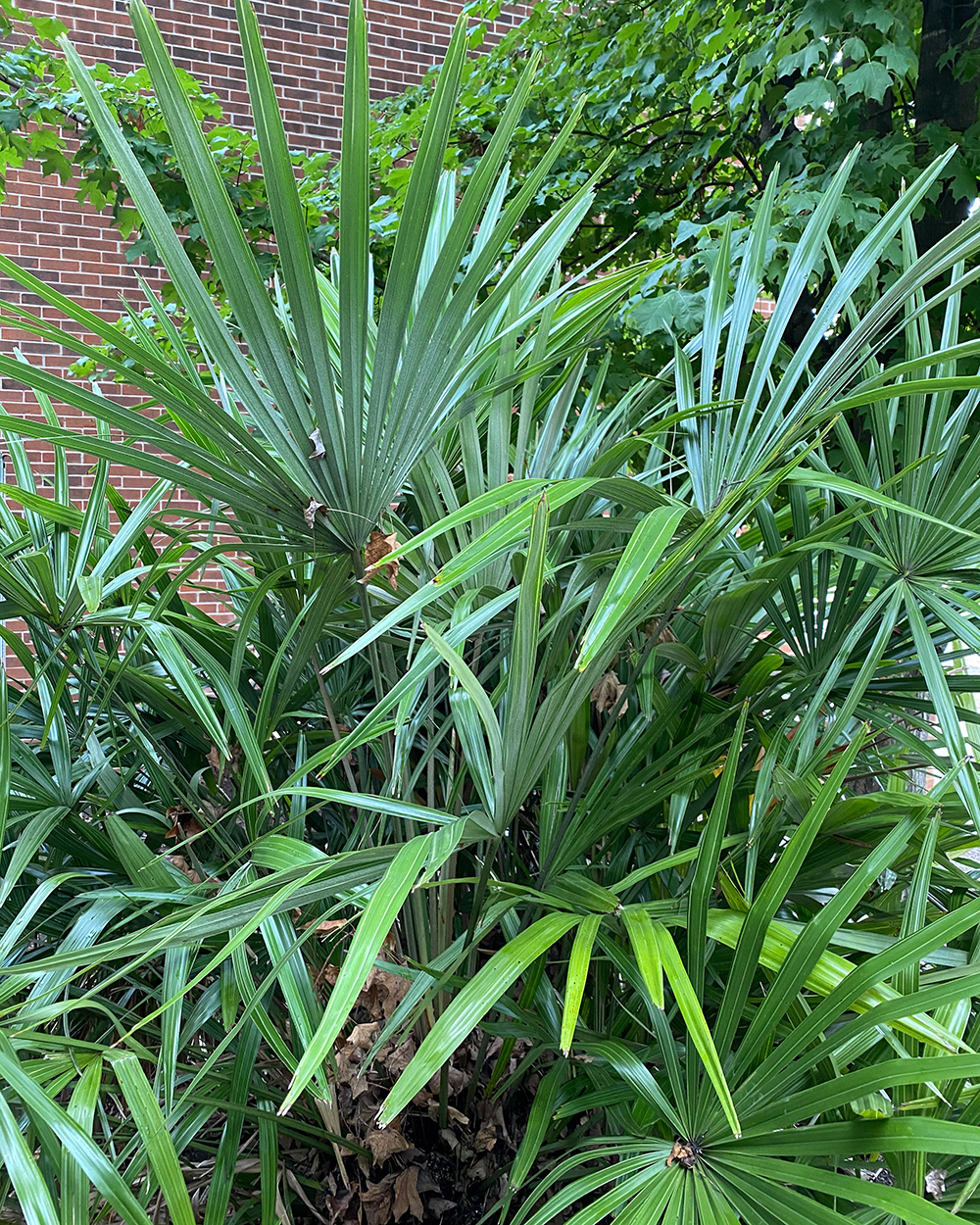 needle palm