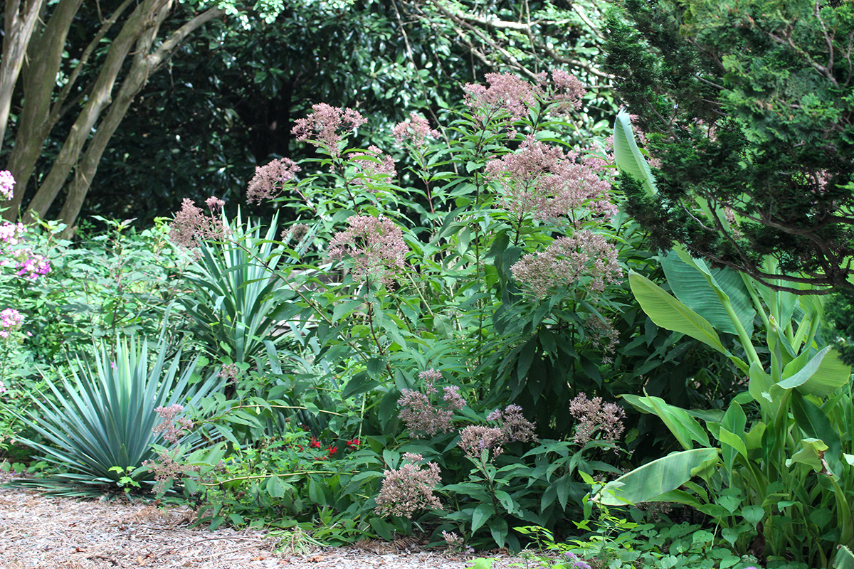 biodiverse garden bed