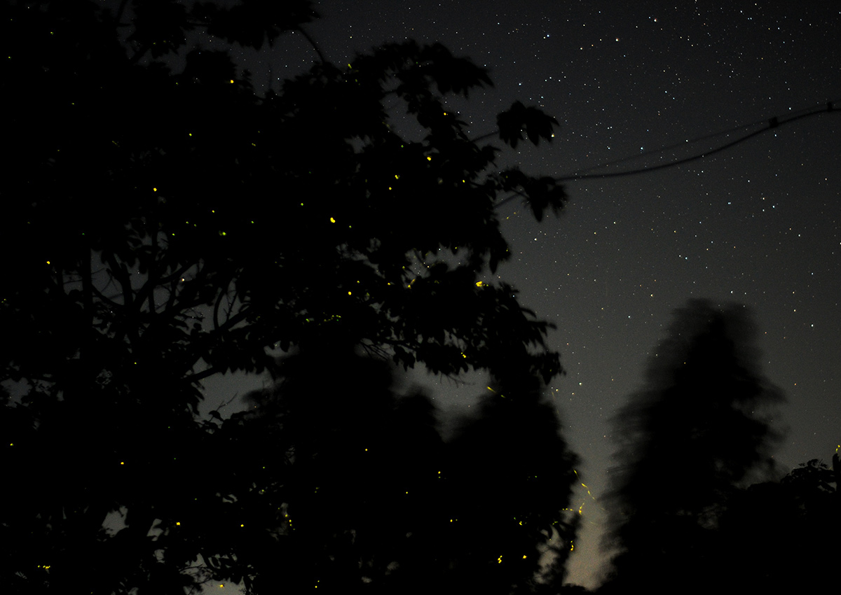 night sky with fireflies in front of tree