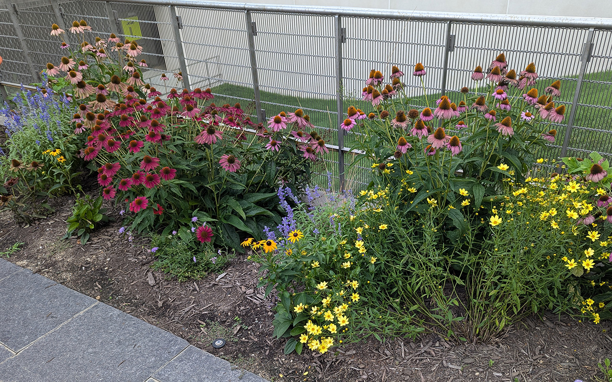 small pollinator garden with diverse plants