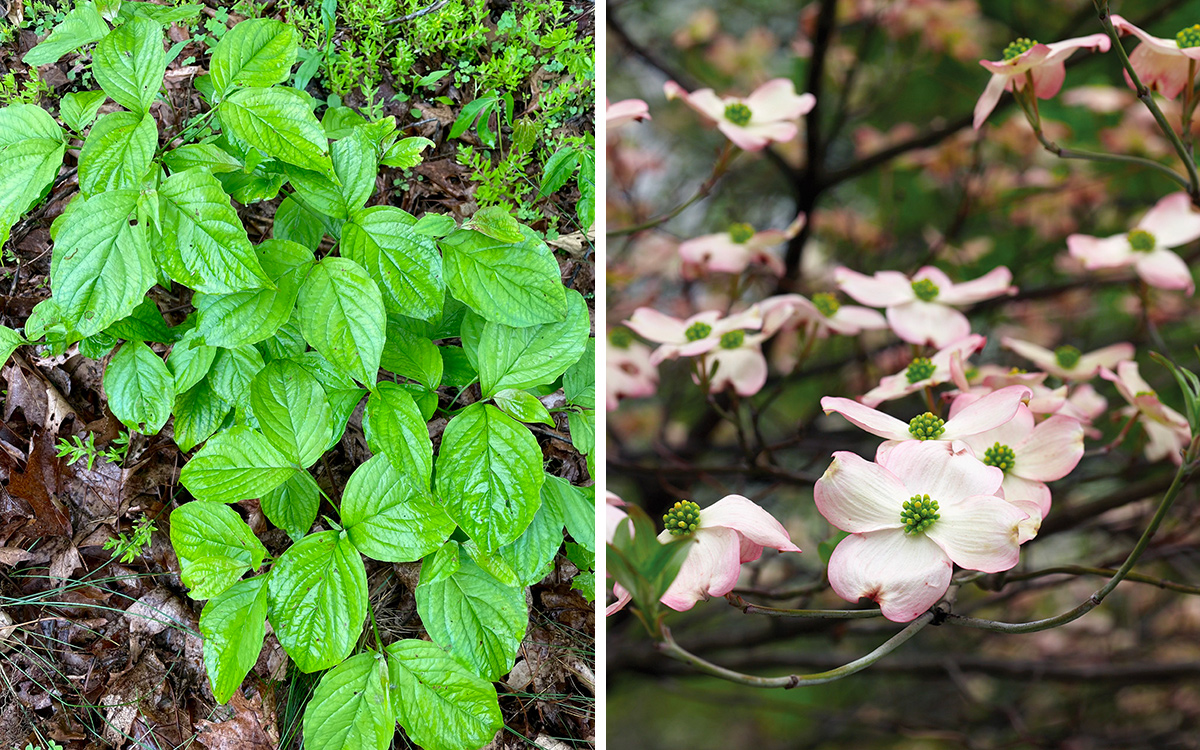 flowering dogwood seedling and flowers