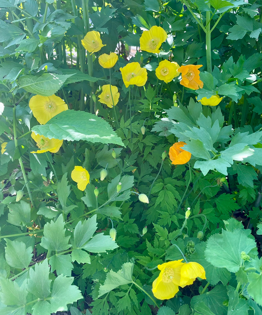 yellow and orange poppies